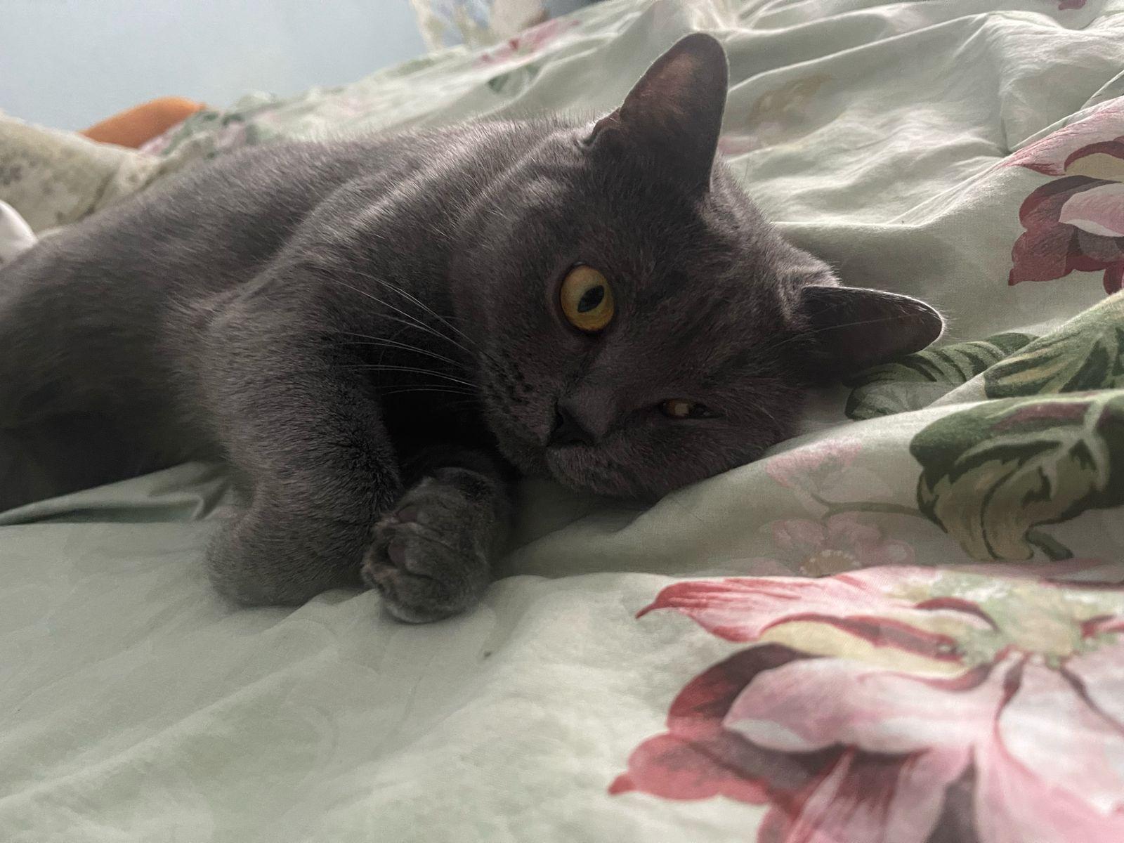 Фото В снегу и за рулем: в Новосибирске опубликовано свыше 50 фото милых питомцев к Дню кошек 4 - Сиб.ФМ Фото В снегу и за рулем: в Новосибирске опубликовано свыше 50 фото милых питомцев к Дню кошек 4